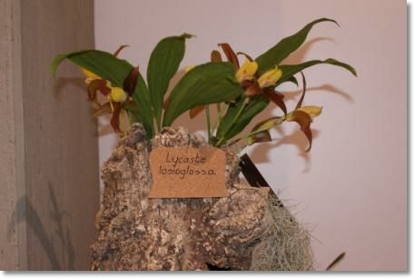Neu-Ulmer Orchideentage 2012 091.jpg